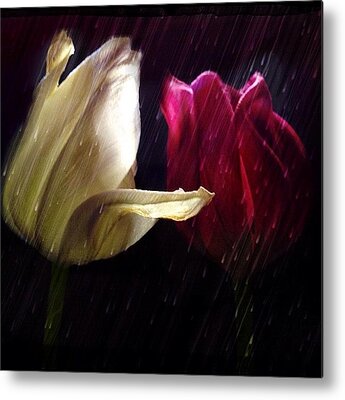 Designs Similar to Tulips In The Rain