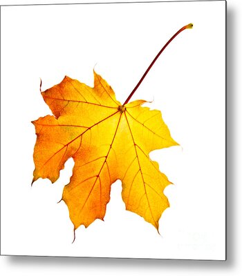 One Single Leaf Metal Prints