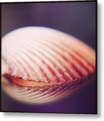 Seashells Metal Prints