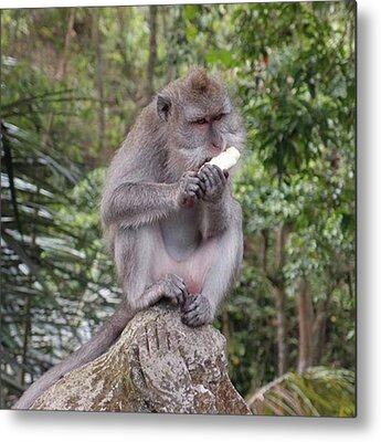 Forest Habitat Metal Prints