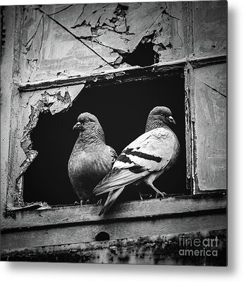 Pigeon Hole Metal Prints