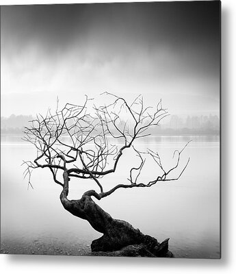 Tree Roots Photos Metal Prints