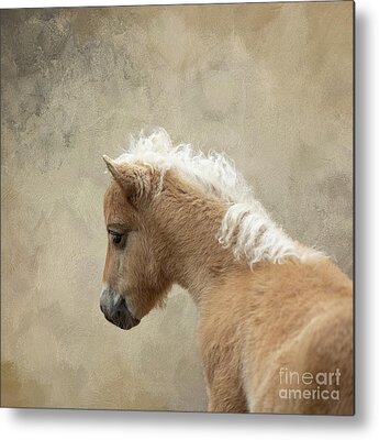 Amerikanisches Shetty pulverbeschichtet Wandbild Shettland-Pony auch in rostig 