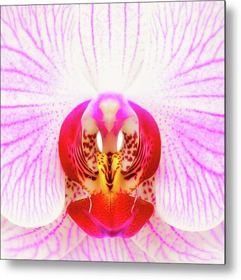Orchid Macro Metal Prints