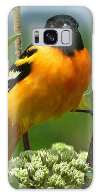 Northern Oriole Galaxy Cases