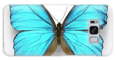 Designs Similar to Cramer's Blue Butterfly
