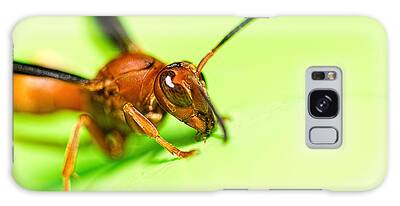Paper Wasp Galaxy Cases