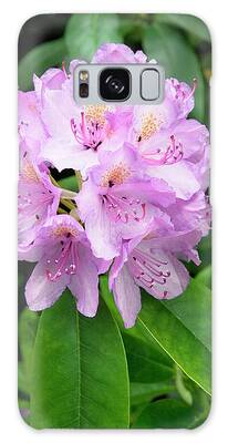 Rhododendron Catawbiense Galaxy Cases