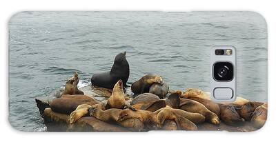 The Sea Lion And His Harem Galaxy Cases