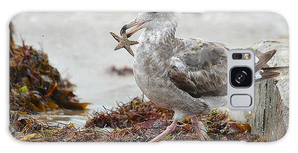 Seagull With Starfish Galaxy Cases