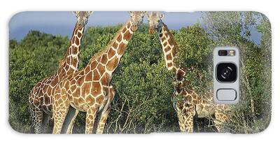 Somali Giraffe Galaxy Cases