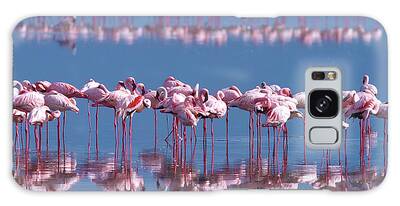 Lesser Flamingo Galaxy Cases