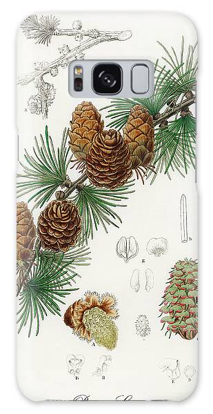 Pinus Galaxy Cases