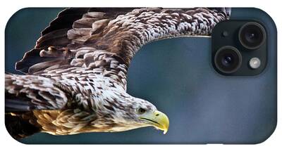 White_tailed Eagle iPhone Cases