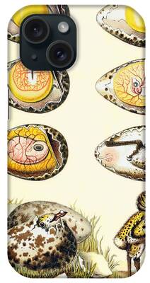 Chick Embryo iPhone Cases