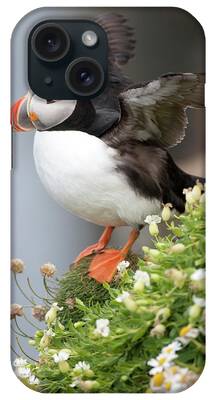 Auklets iPhone Cases