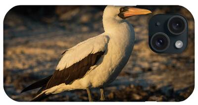 Nazca Booby iPhone Cases