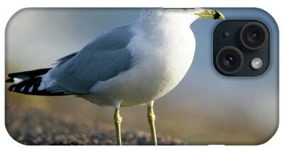 Ring-billed Gull iPhone Cases