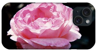 Rosa The Queen Elizabeth by Irene Windridge/science Photo Library