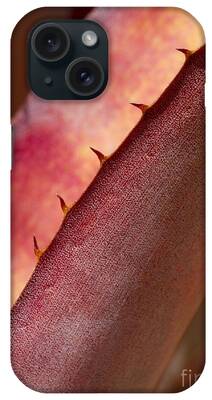 Macro Abstract Artsy Botanical Cactus Close Up Color Colorful iPhone Cases