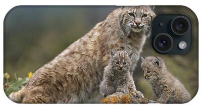 Bobcat And Kittens iPhone Cases