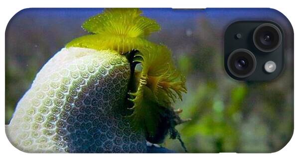 Christmas Tree Worm iPhone Cases