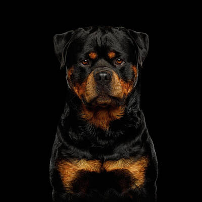 Rottweiler Posters