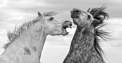 Wild Horses Fighting Posters