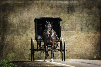 Horse And Cart Photos Posters