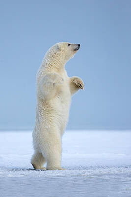 Polar Bear Posters