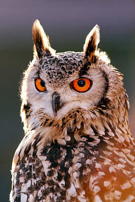 Eagle Owl Posters