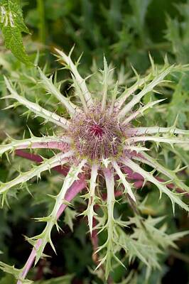 Carlina Acaulis Ssp Simplex Posters