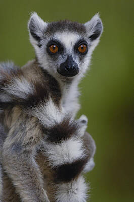 Animals and Earth Lemur Catta Posters