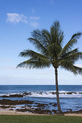 Perfect Palm Tree Sharks Cove At Sunset Beach Oahu Hawaii Seascape Photos Posters