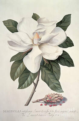 Magnolia Leaves Posters