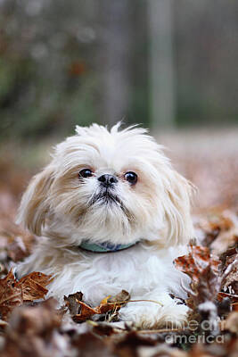 Designs Similar to Shih Tzu #1 by Stephanie Frey