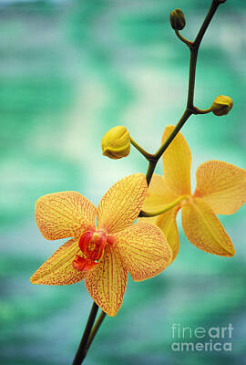 Orchids Posters