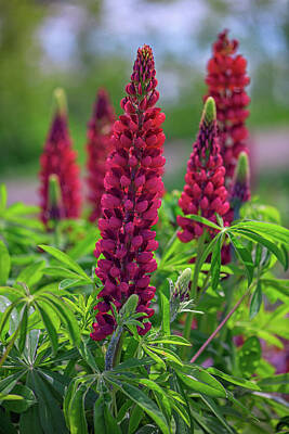 Lupinus Polyphyllus Posters