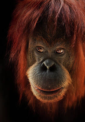 Orangutan Posters