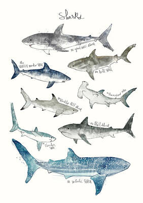 Sharks Posters