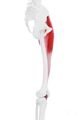 Tensor Fascia Lata Muscle #8 by Sebastian Kaulitzki/science Photo