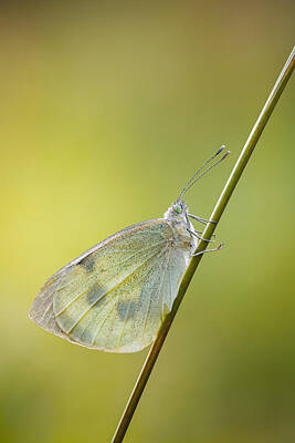 Cabbage White Butterfly Posters