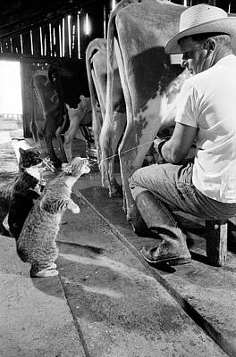 Cat Drinking Milk Posters