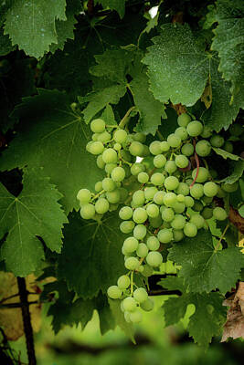 Grapevines Photos Posters
