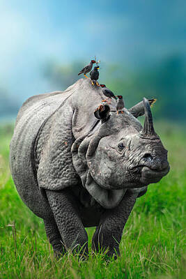 One Horned Rhino Posters