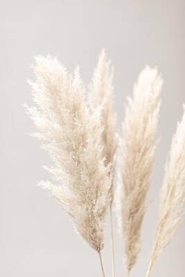 Pampas Grass Posters