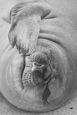 Southern Elephant Seal Posters