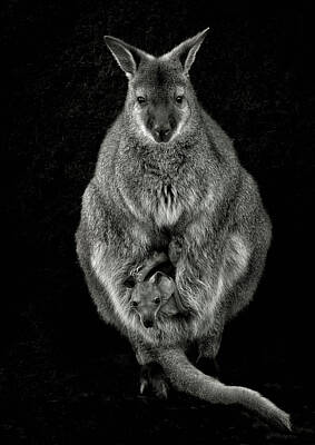 Kangaroo Photos Posters