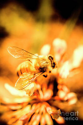 Designs Similar to Golden bee by Jorgo Photography