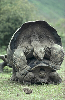 https://render.fineartamerica.com/images/rendered/search/poster/5/8/break/images/artworkimages/medium/1/galapagos-tortoises-mating-tui-de-roy.jpg